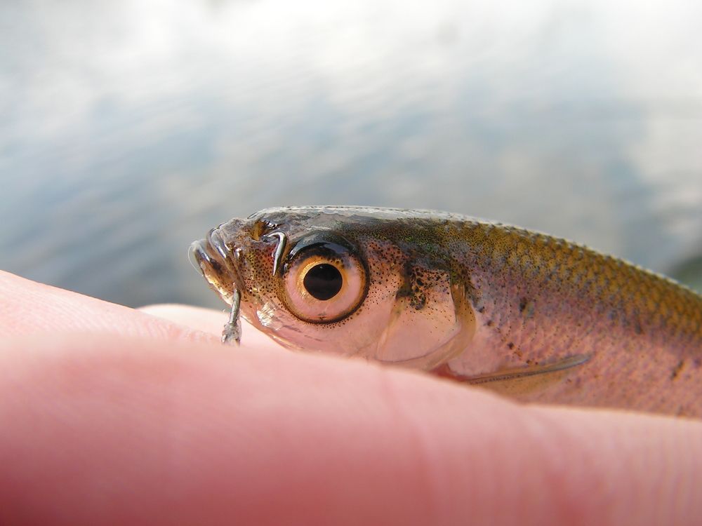 Photograph by людмила