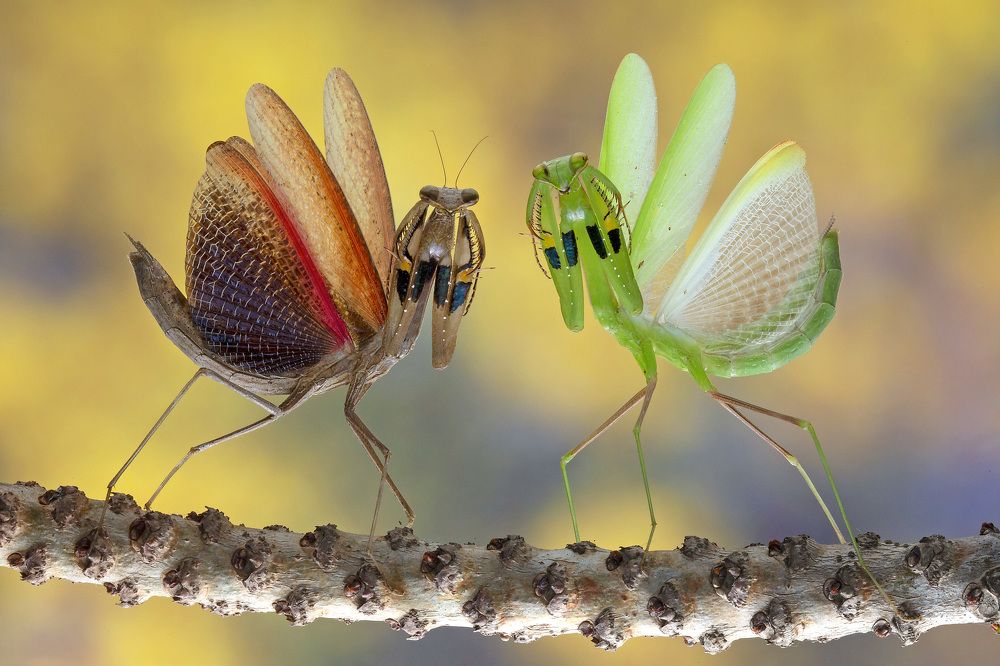 Photograph by way pang