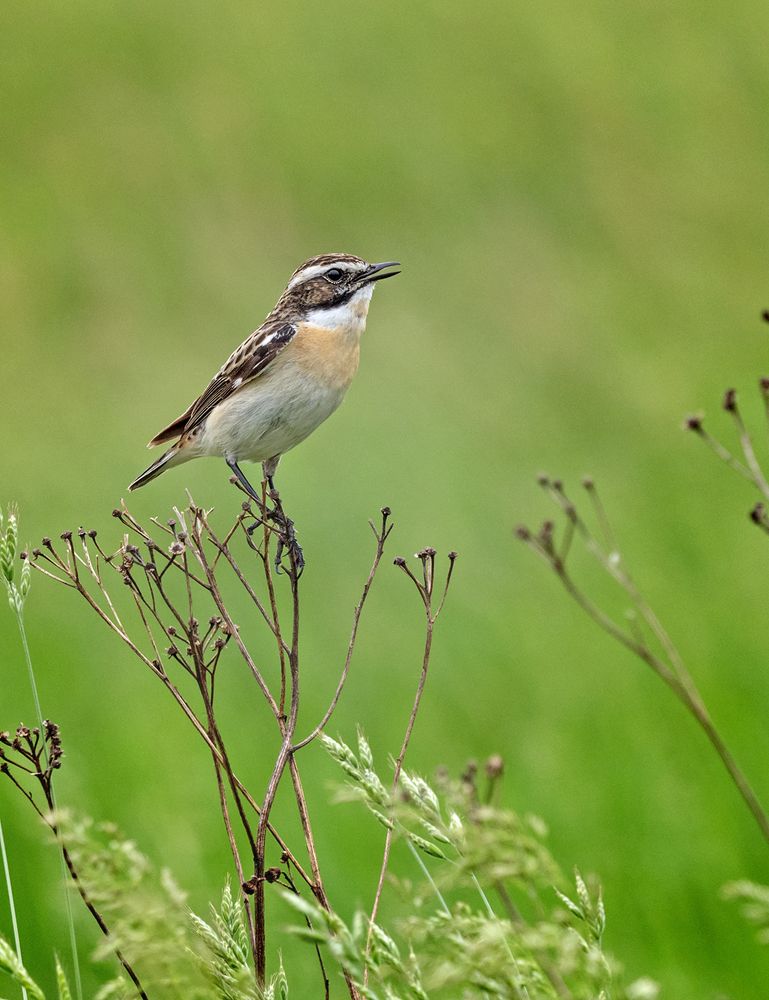 летняя песенка