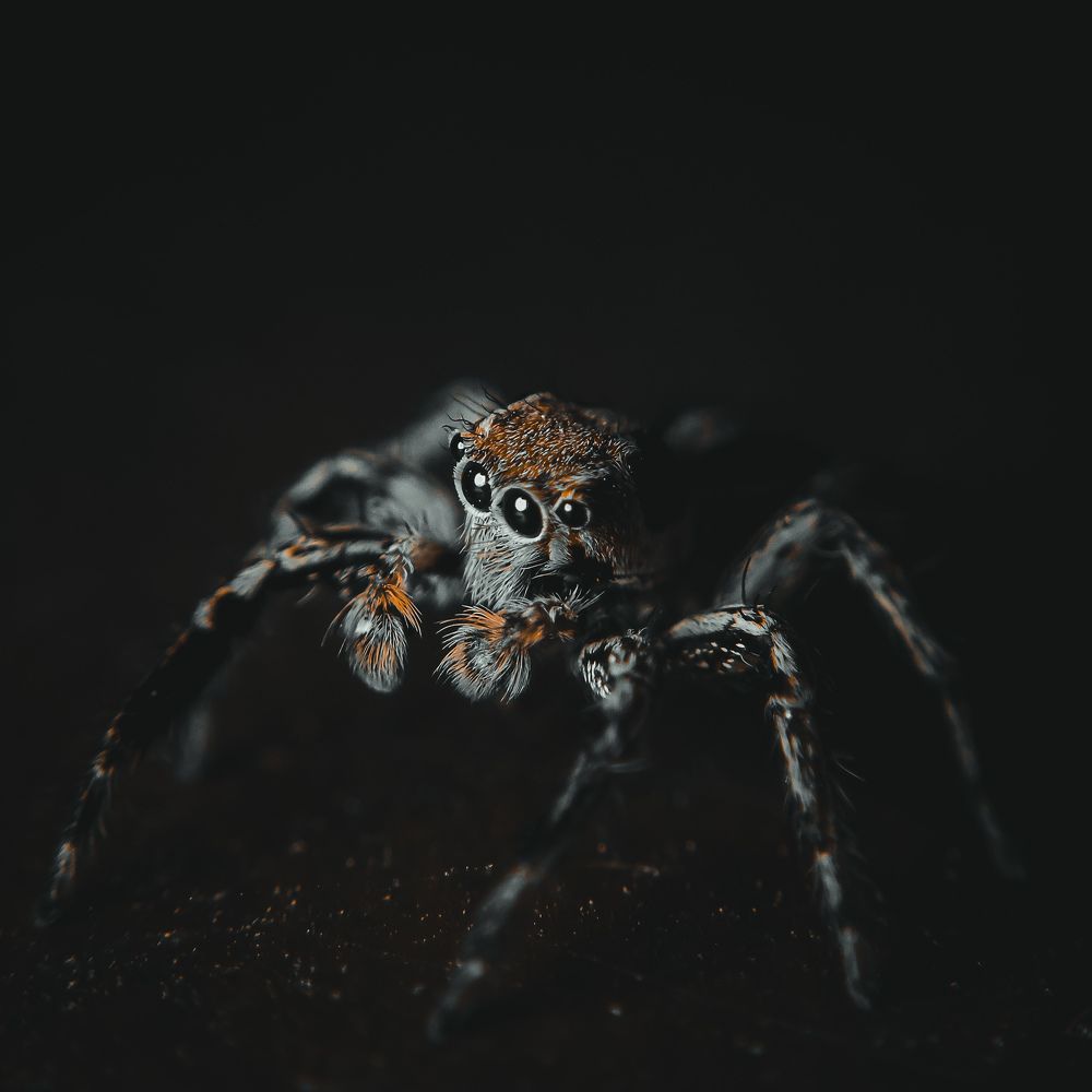 Salticidae of Epic