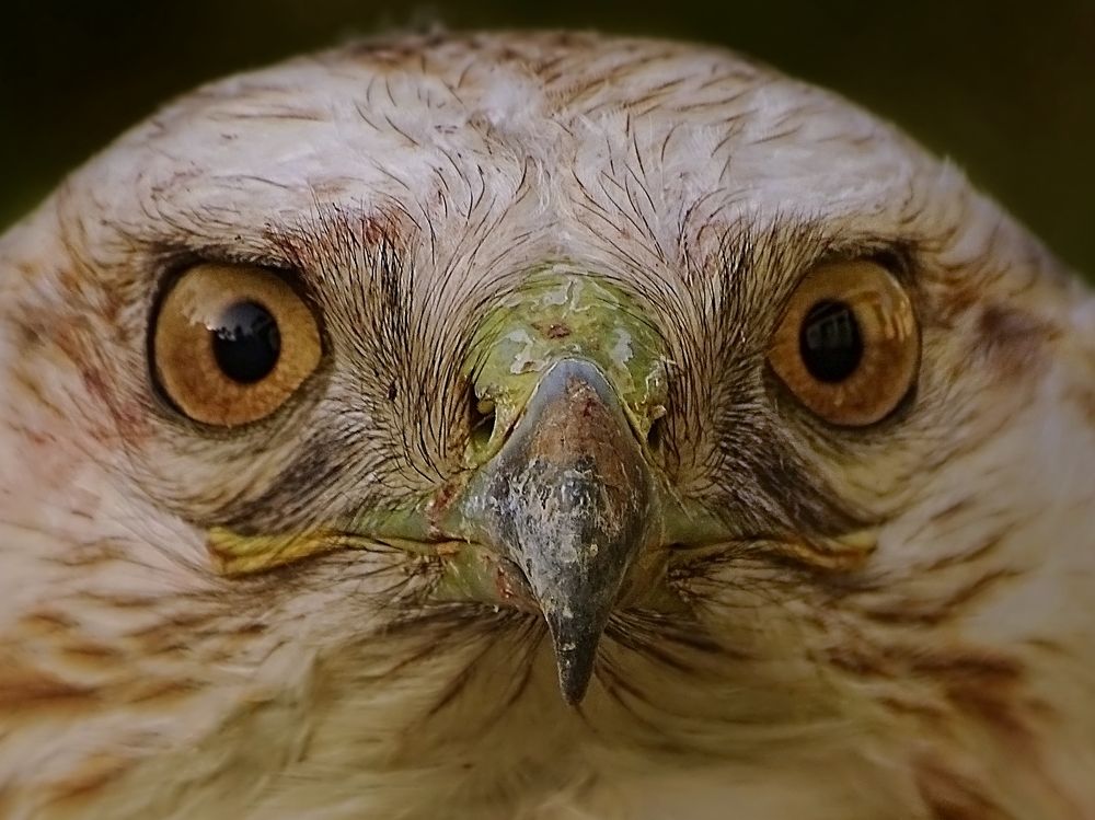 Photograph by Kayes Md Imrul