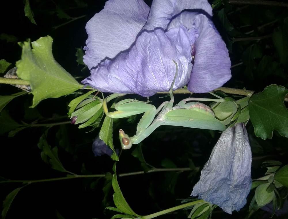 Фотография автора Татьяна Хуссейн