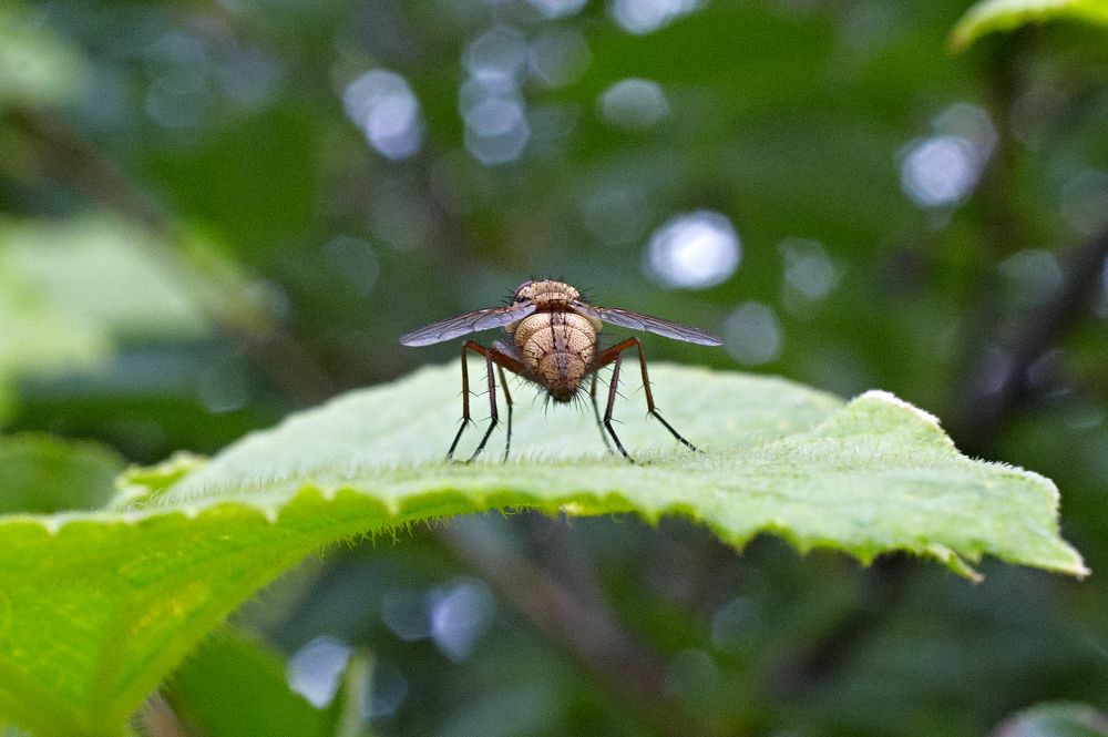 Фотография автора Святослав Романяк