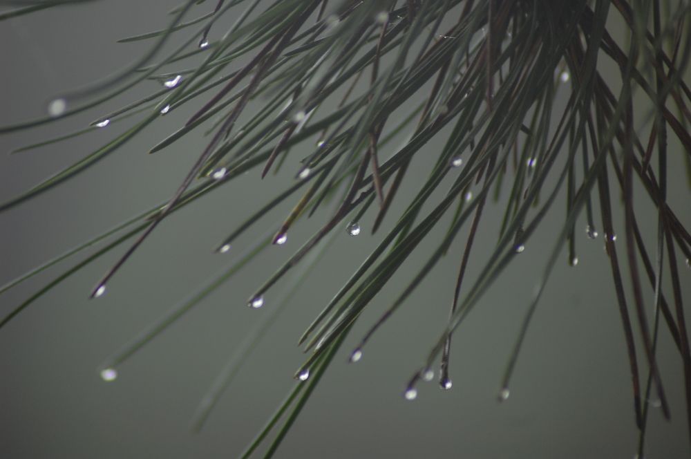 Photograph by Elisabete Maria de Monteiro