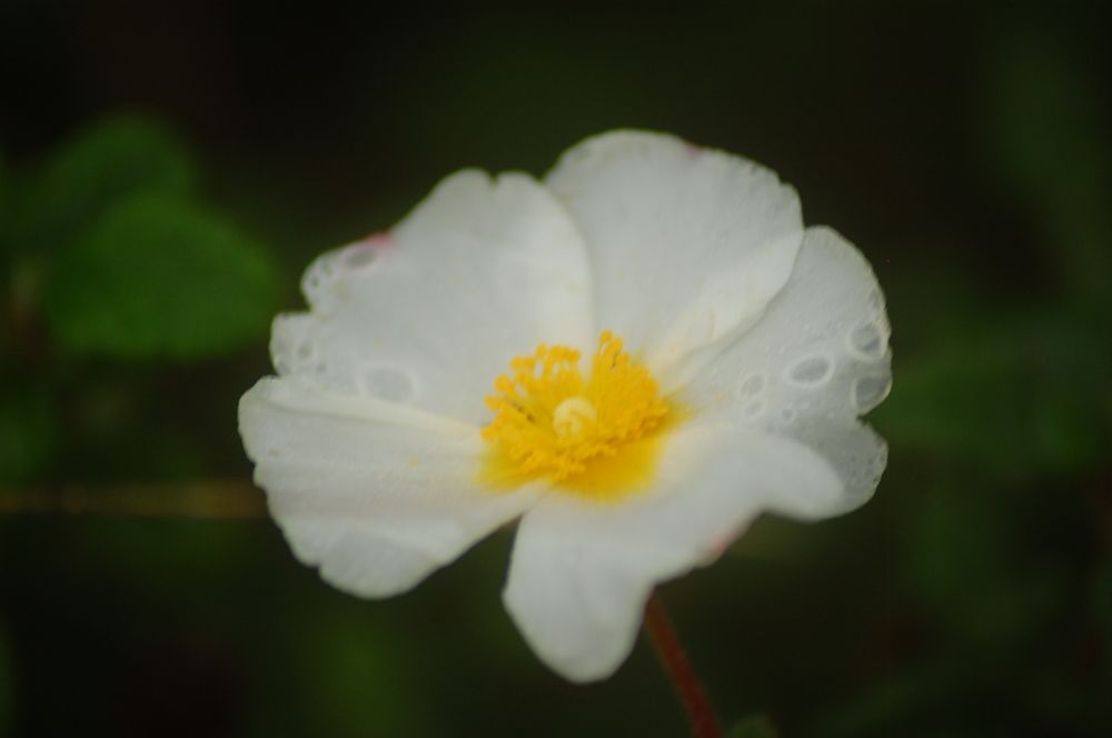 Photograph by Elisabete Maria de Monteiro