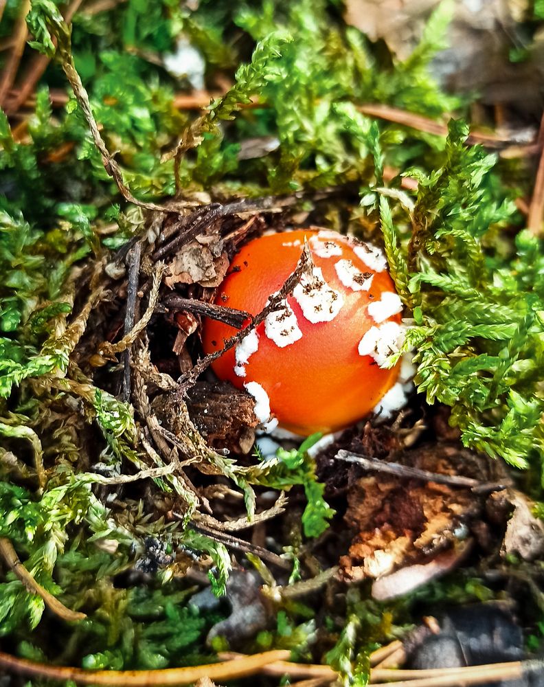 Фотография автора Алёна Подгорная