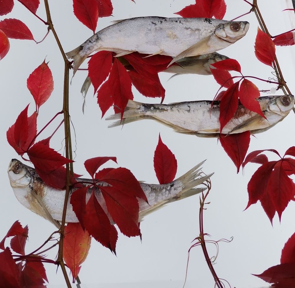 Поспела вобла