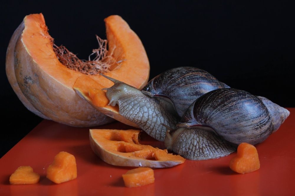 Photograph by Любовь Кучерук