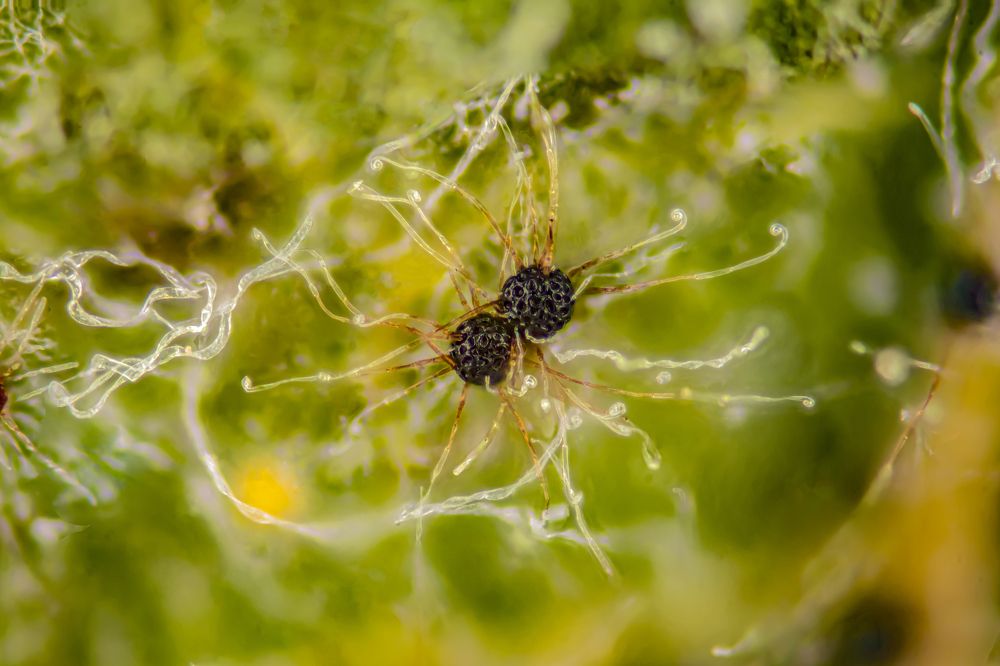 Chasmothecium with coiled appendages