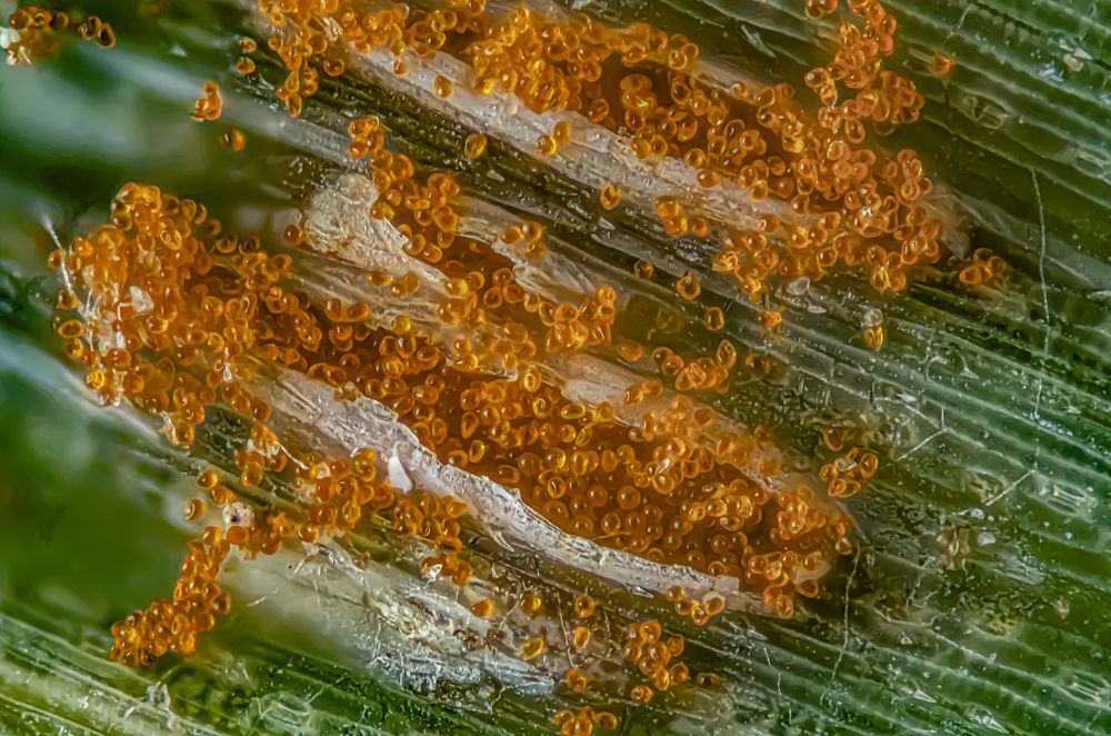 Rust fungi - Uredosori releasing uredospore