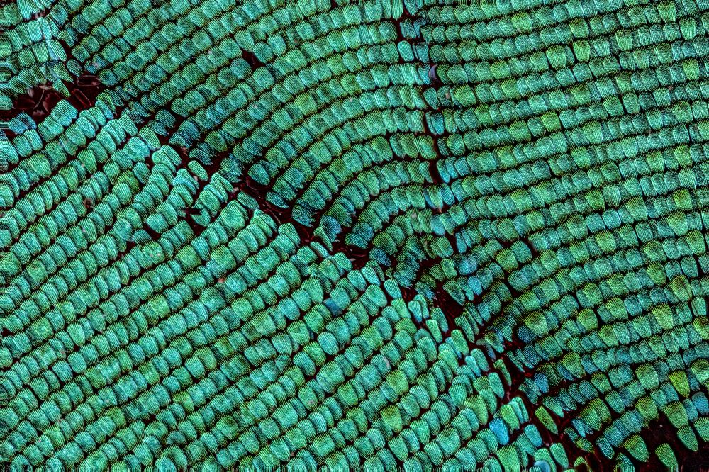 Butterfly wing scales