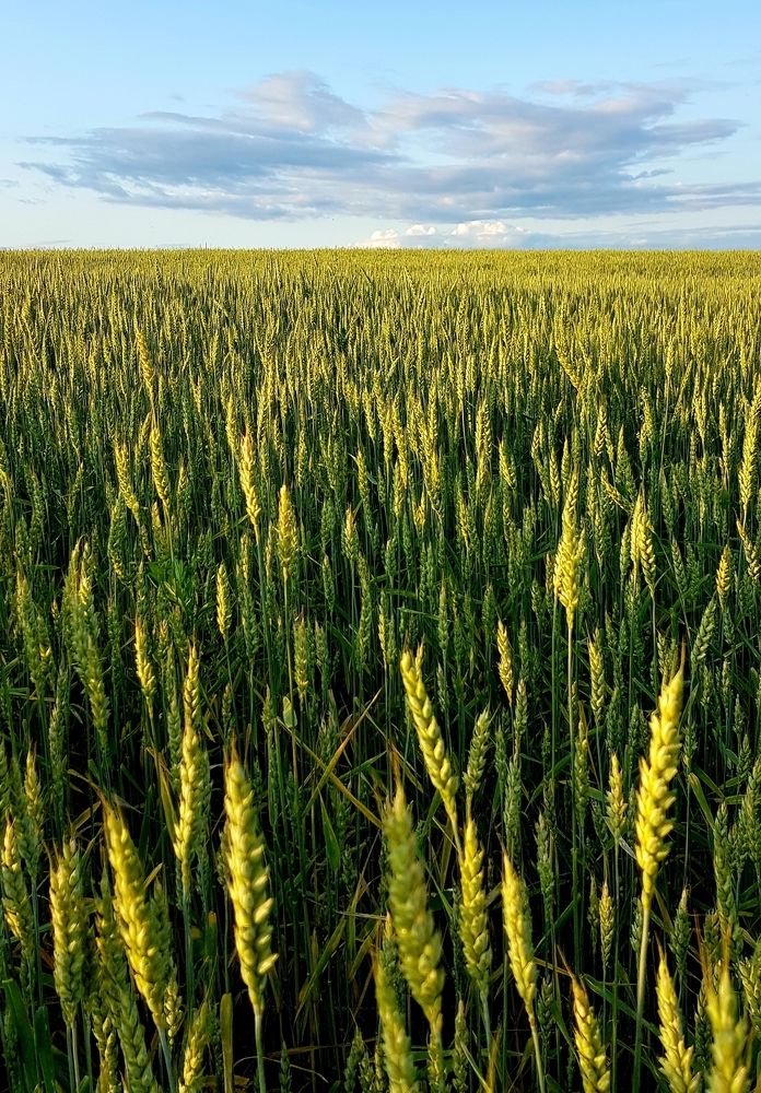 Хлеб - всему голова!