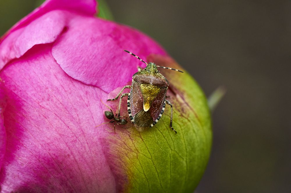 Фотография автора Святослав Романяк