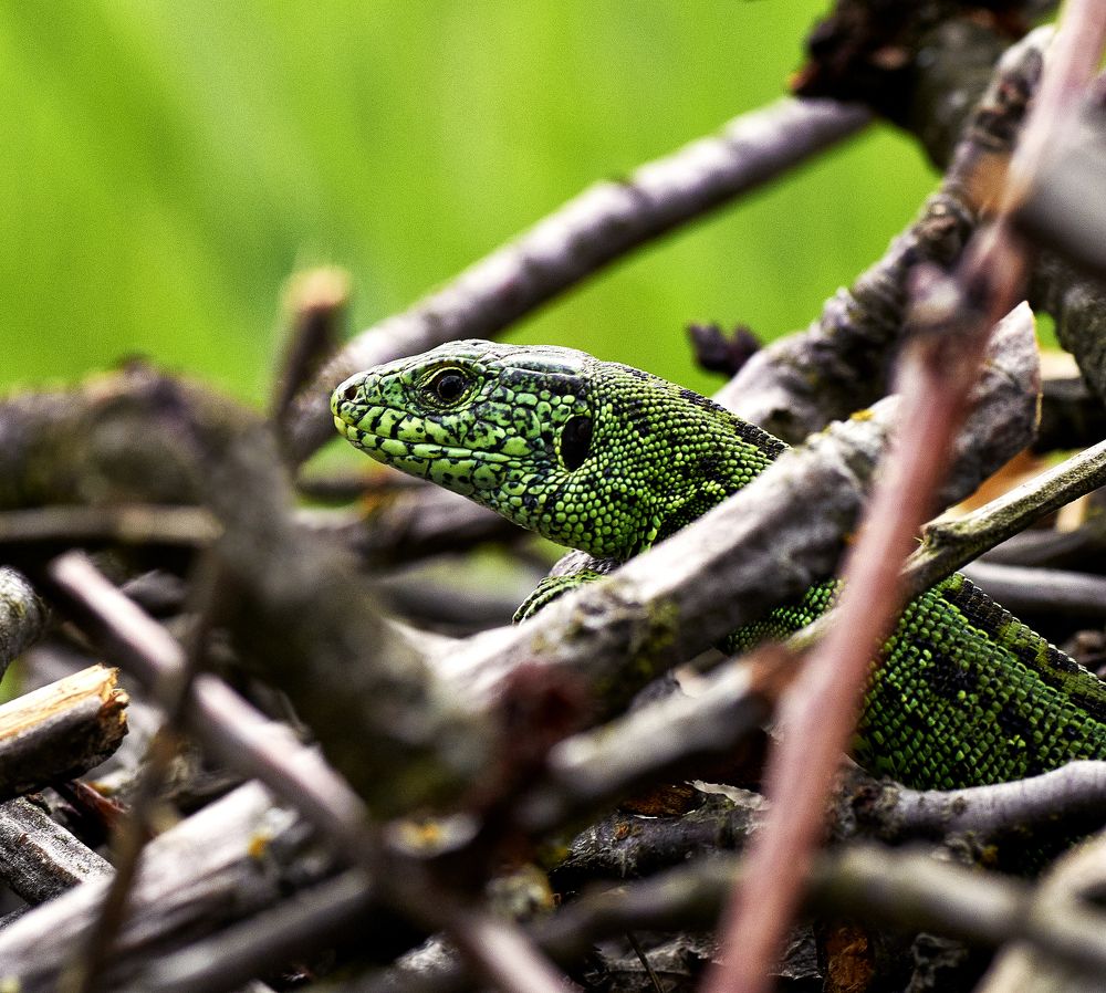 Фотография автора Святослав Романяк