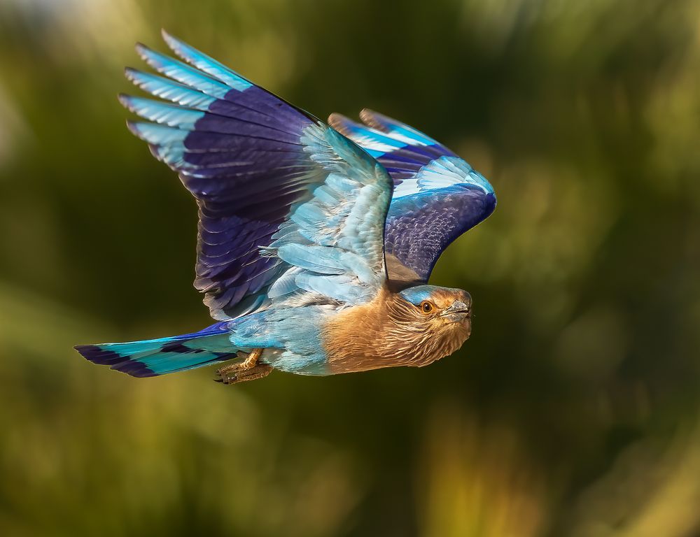 Indian Roller