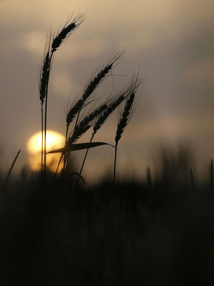 Photograph by Farid Ataei