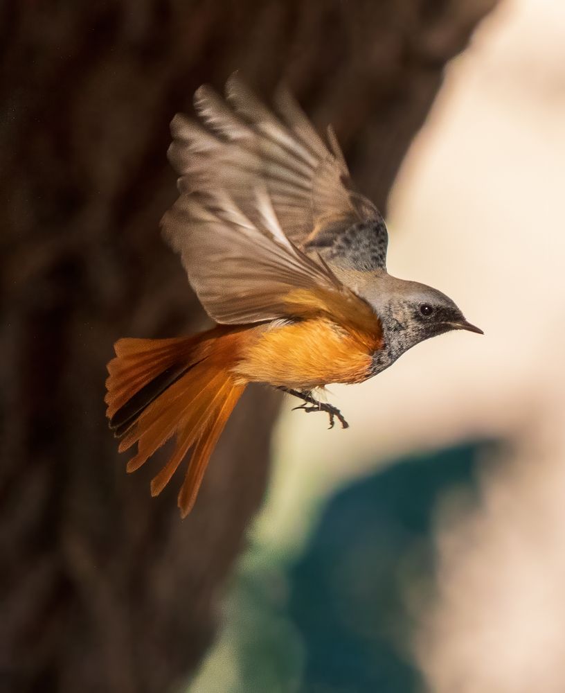 Photograph by Adel Shamsizadegan