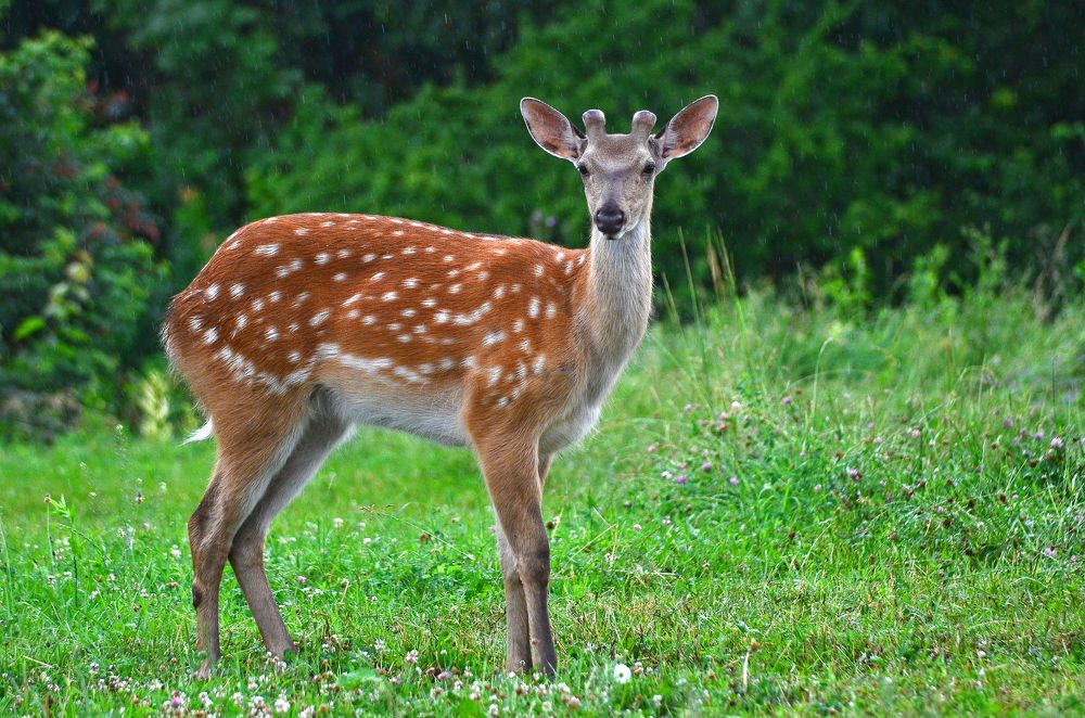 Фотография автора Антип