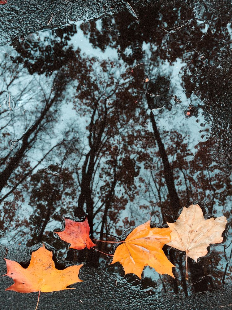 Осень в отражении