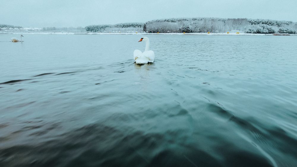 swan in winter lake