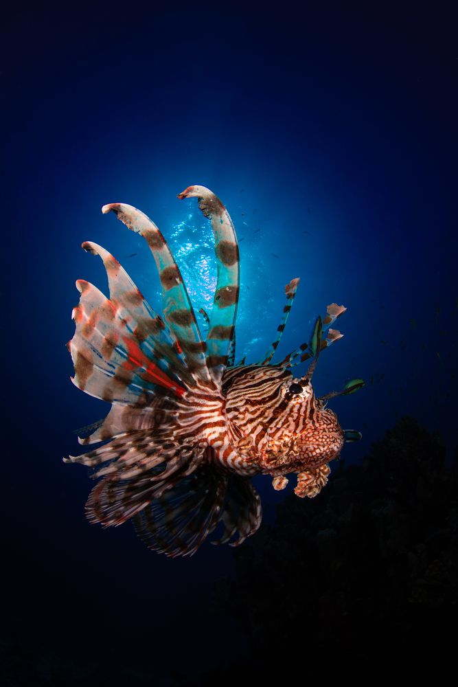The Redsea Lionfish