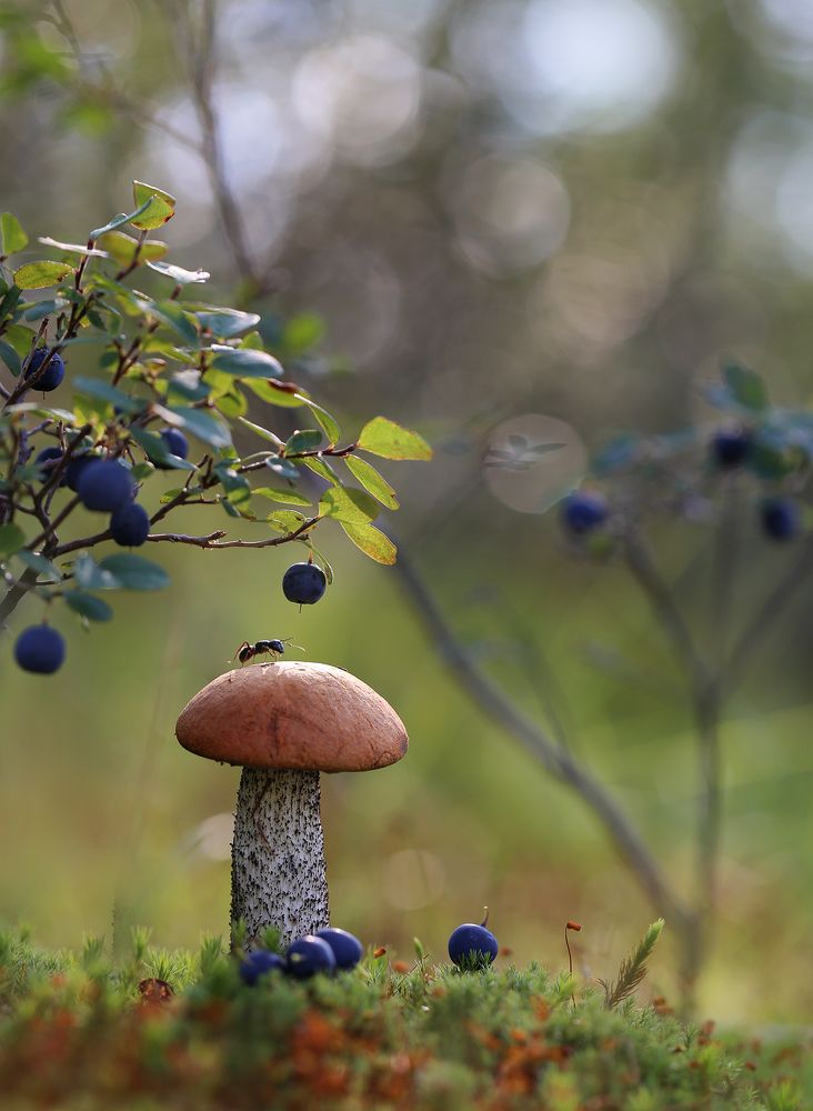 Photograph by Евгения Левина