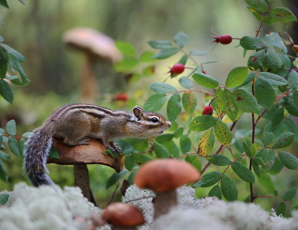 Photograph by Евгения Левина