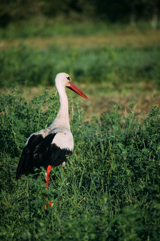 Photograph by Oleksandr Masnyi