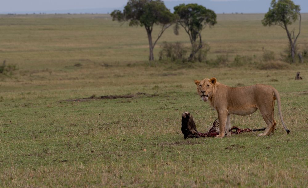 Can you see what I got?