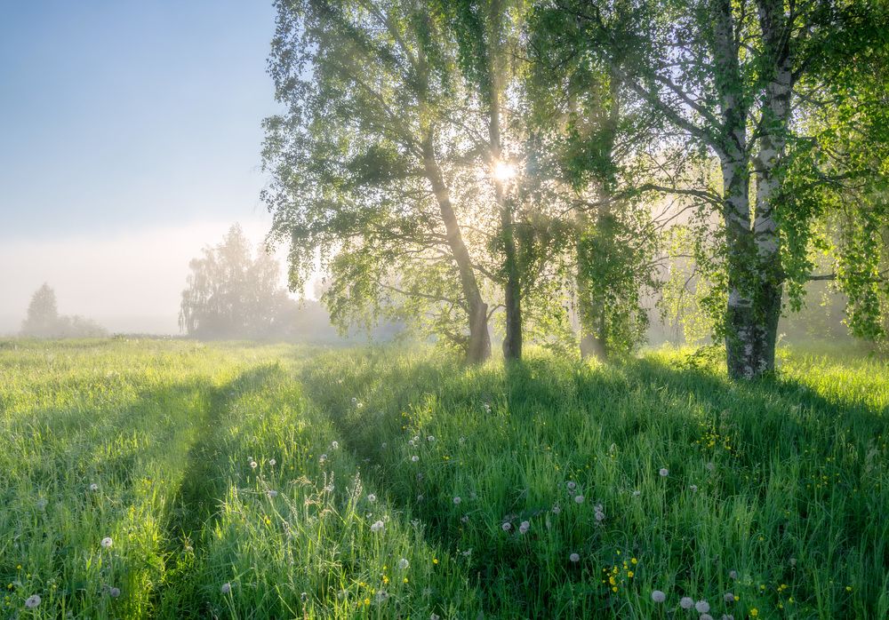 Тепло июньского солнца