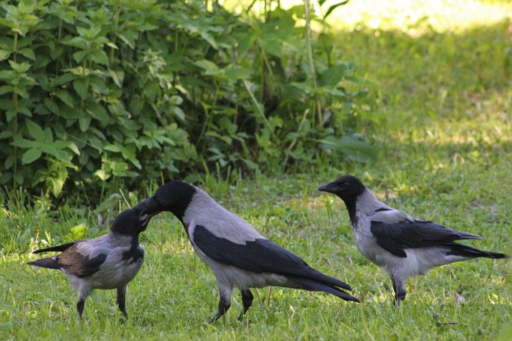 Photograph by Ирина Лашук