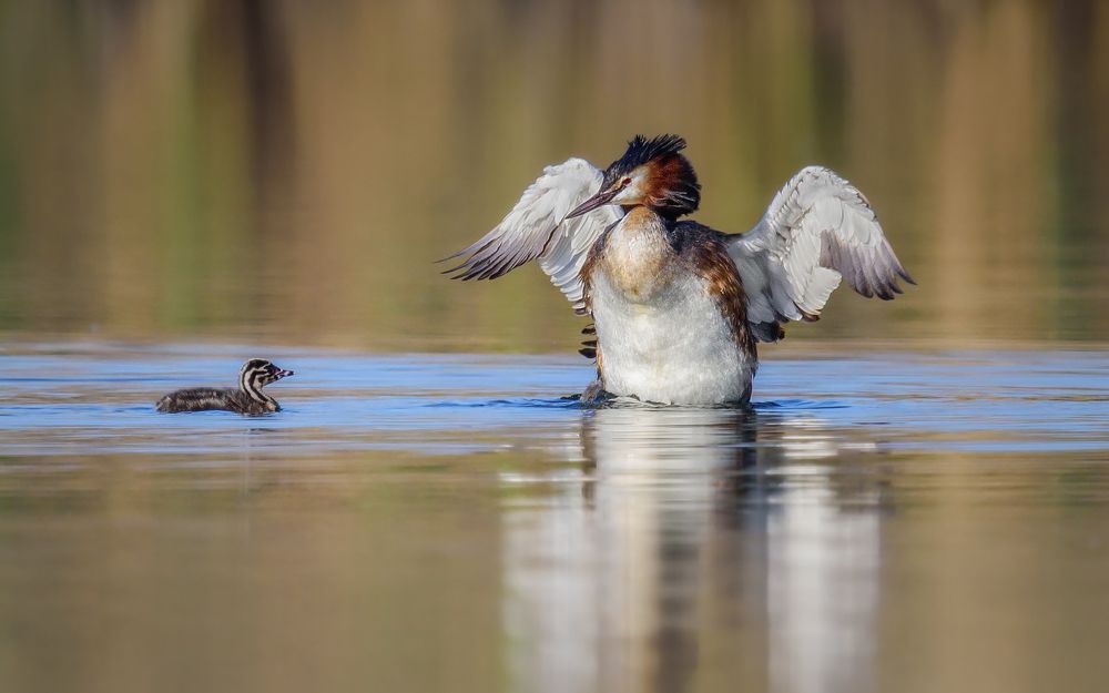 Делай как я, сынок...