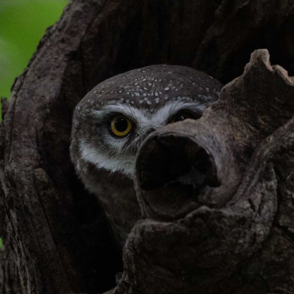Juvenile indian owl