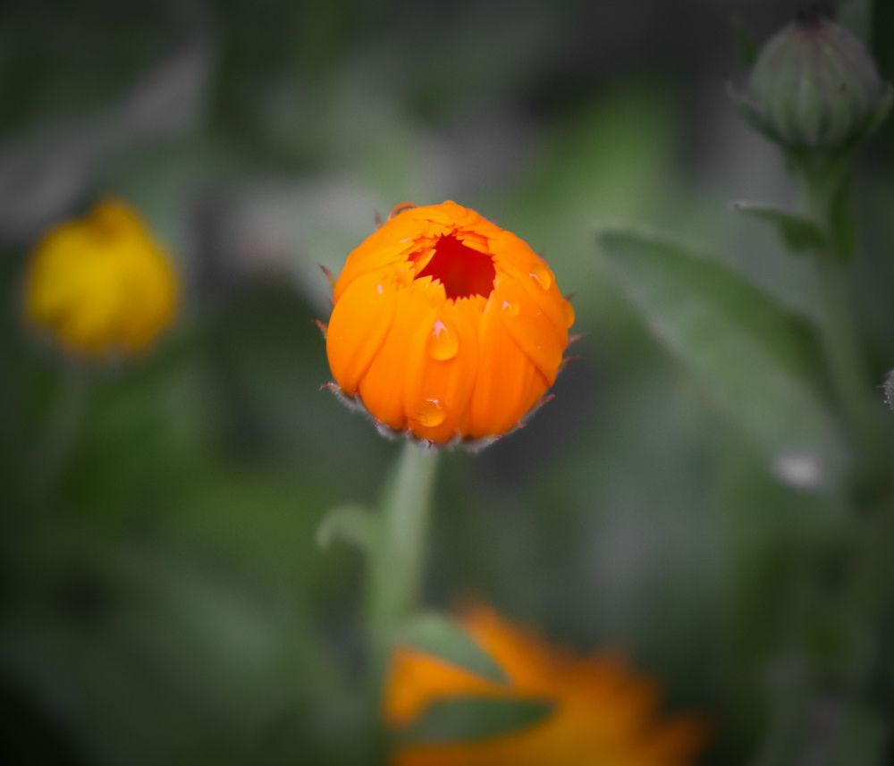 Photograph by tanmay bobade