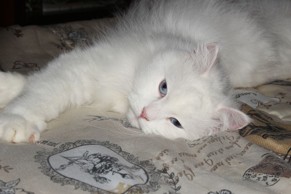 Photograph by Roza Kenarova