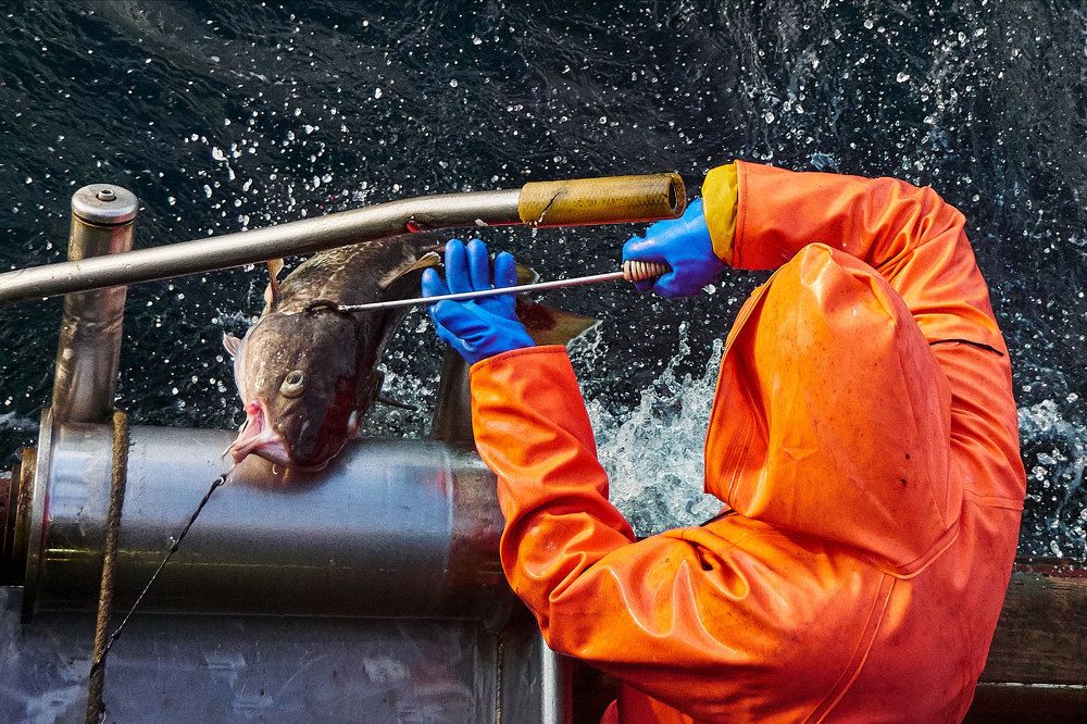 Добыча трески в Тихом океане