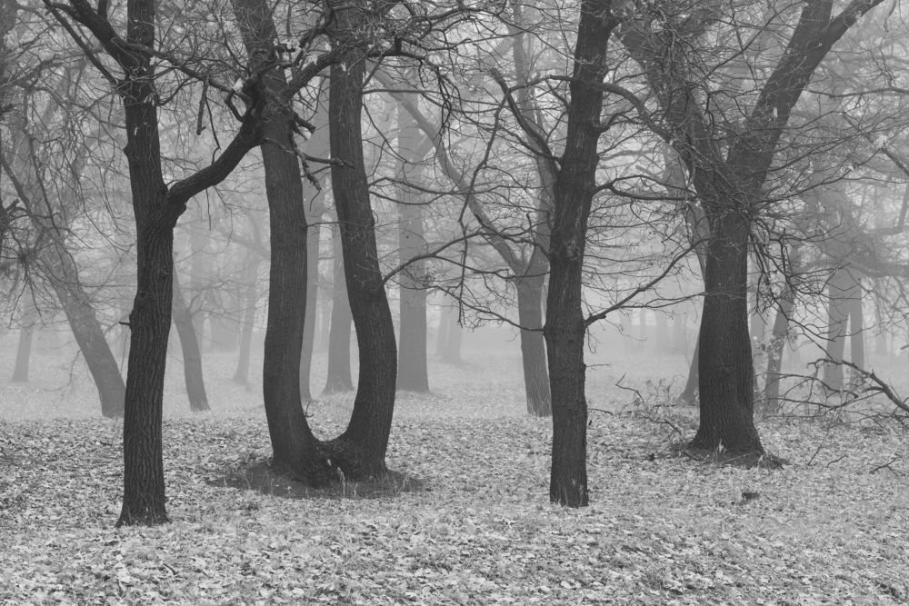 Фотография автора Игорь Баранов