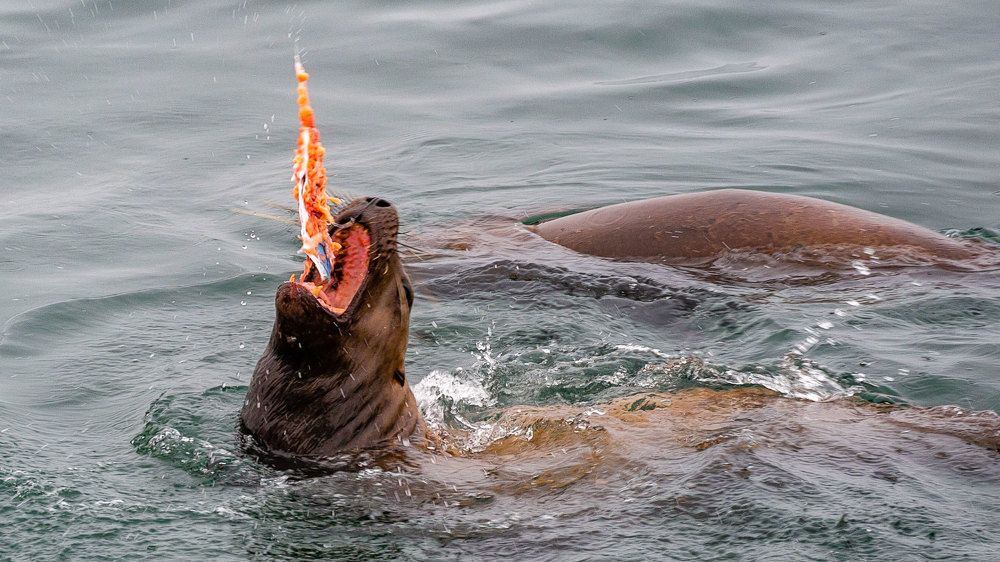 Сивуч завтракает горбушей
