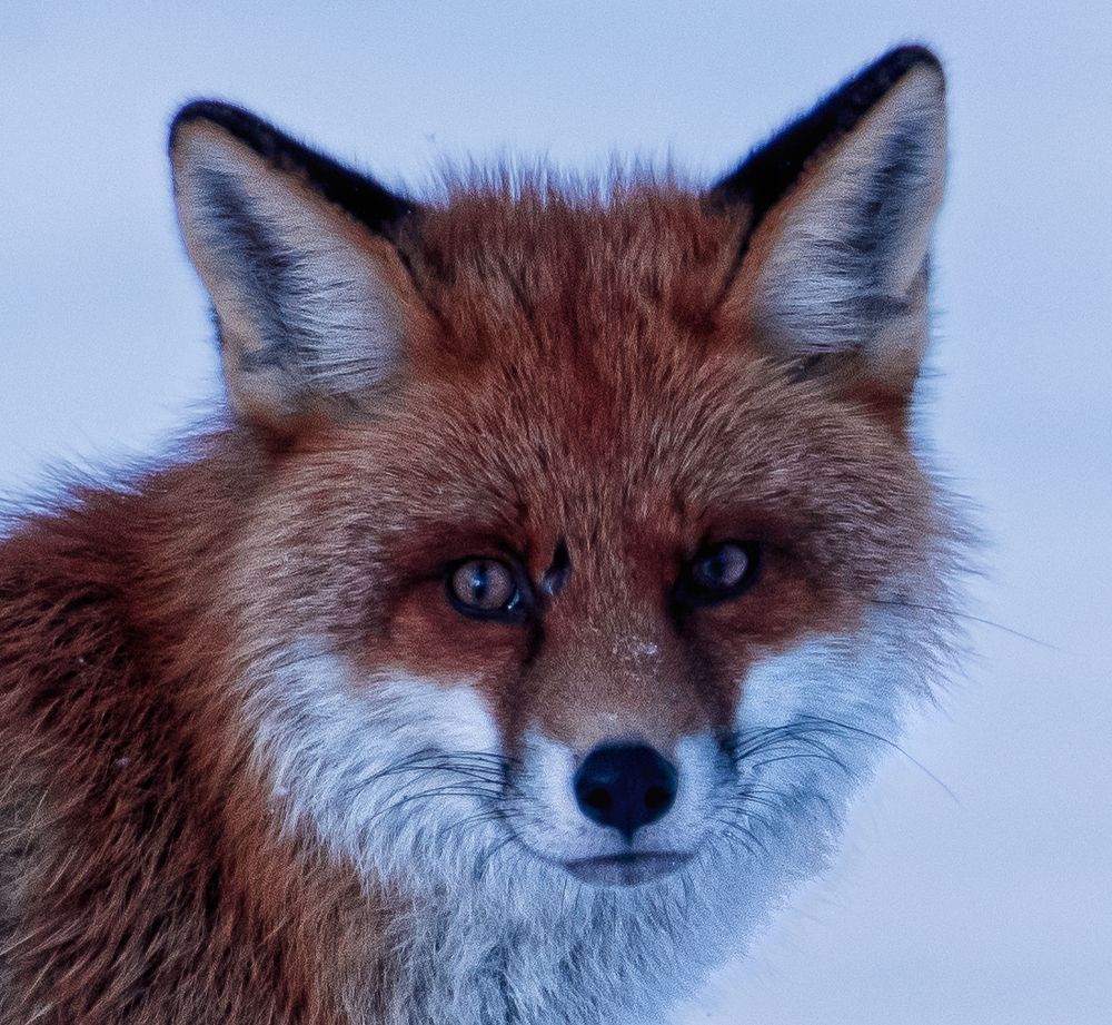 Red Fox Up Close
