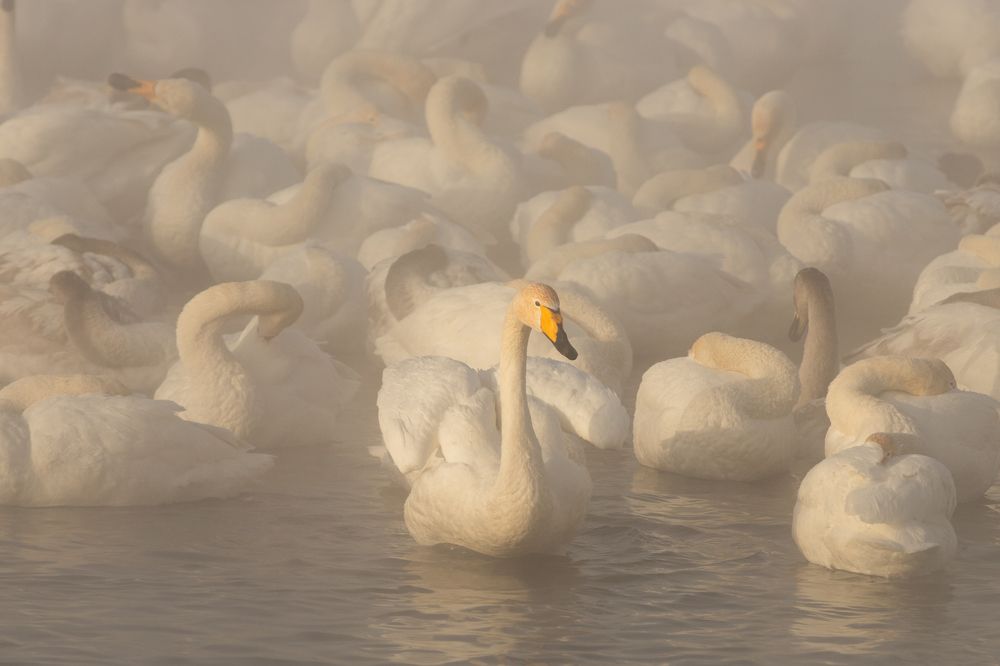 Photograph by Александр Леньков