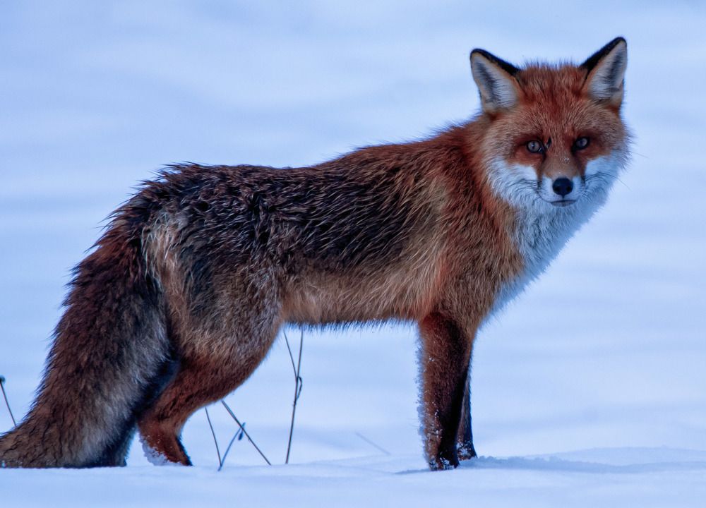 Red fox in the snow