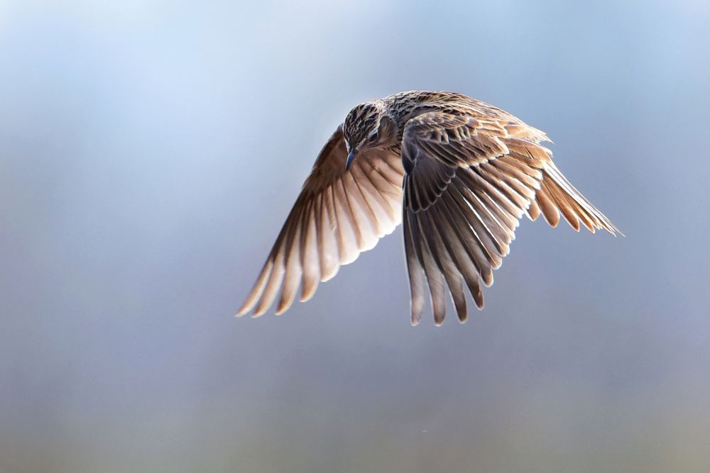 Photograph by Чернобай Анна