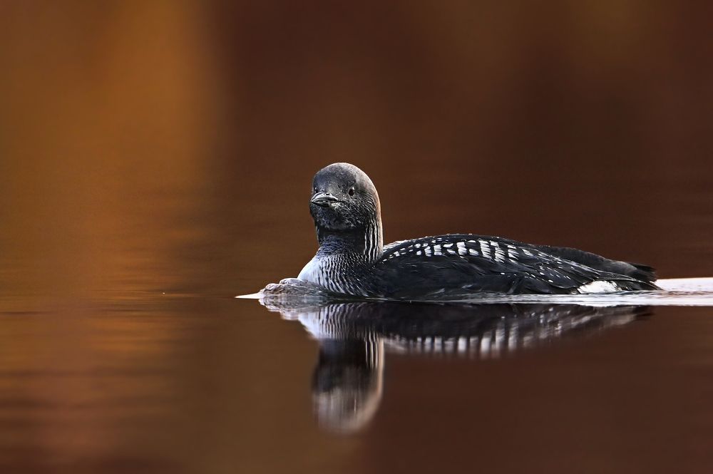 Photograph by Чернобай Анна