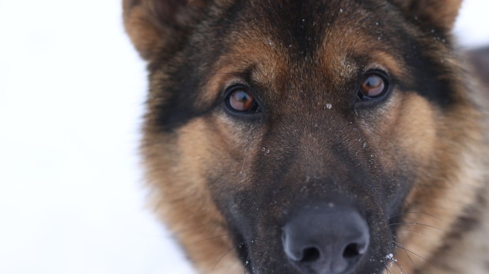 Фотография автора Stanislav Kompaniiets