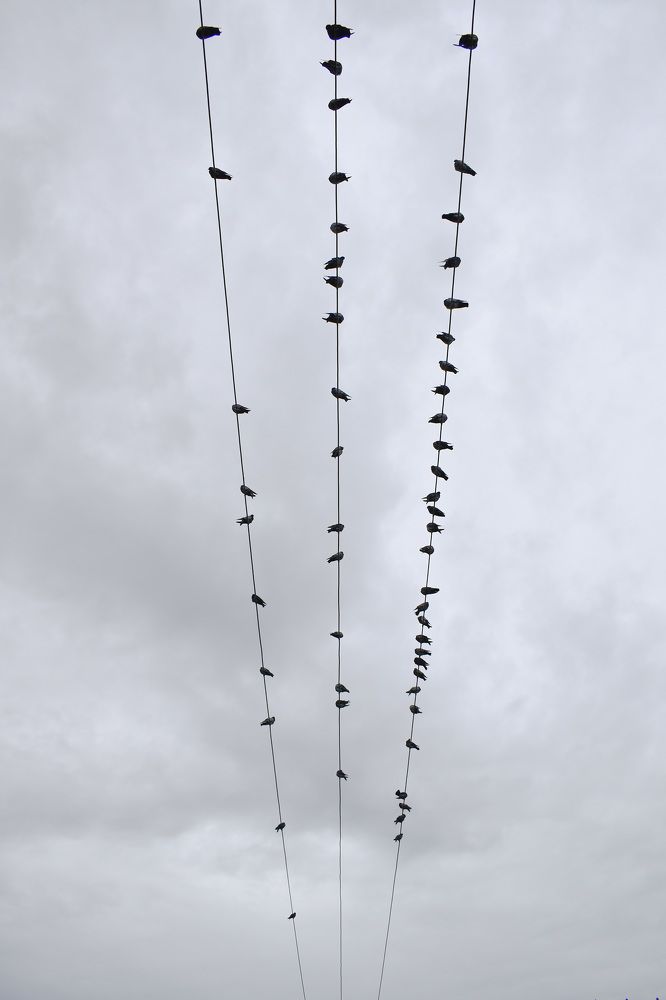 Photograph by Vida Khoshsirat