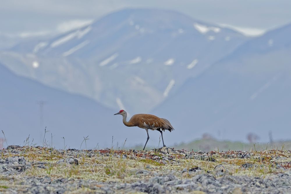 Фотография автора Олег Набровенков
