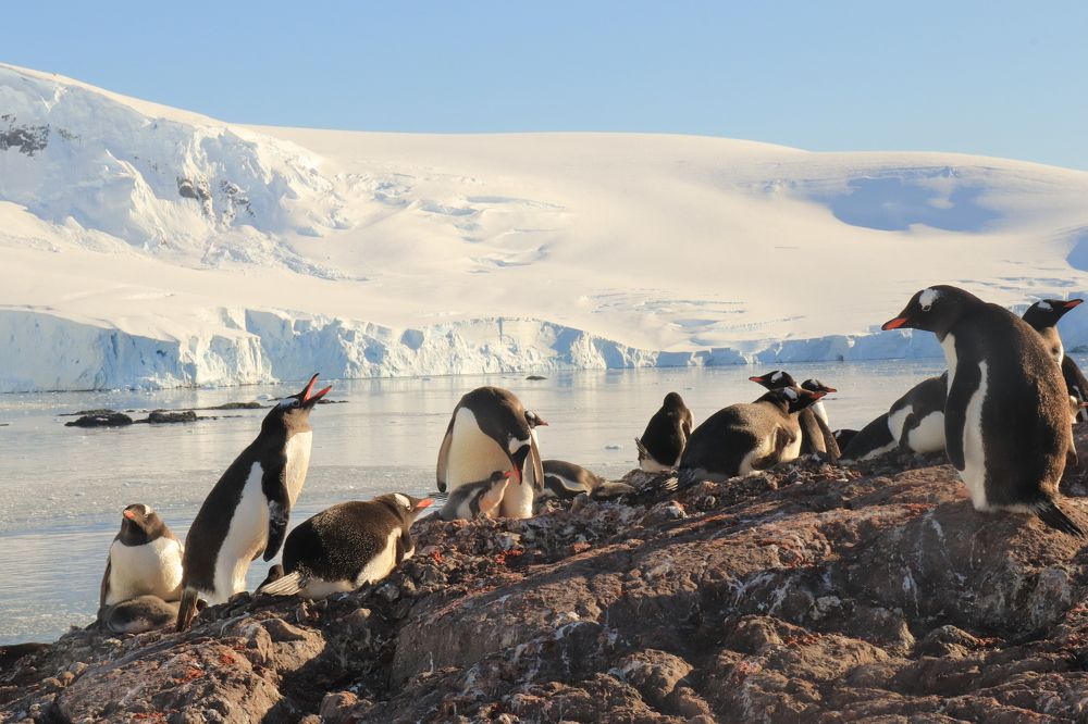 Мир дикой природы Антарктиды. Субантарктические пингвины или папуасские пингвины.