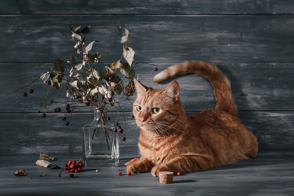 Photograph by MVO (Марк Орлов)