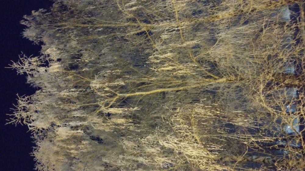 Белая берёза