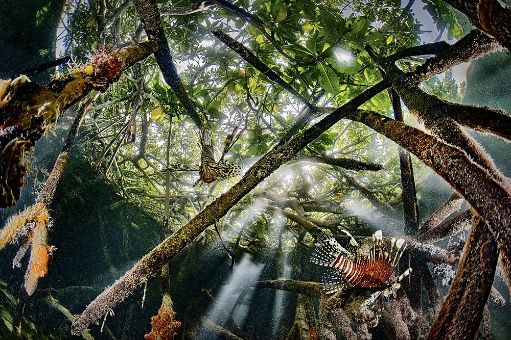 Photograph by Lorenzo Mittiga